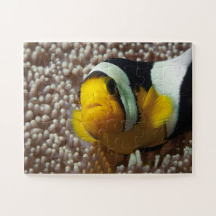 Puzzle Cangrejos de payaso - ¡Acércate! Tan lindo - Nemo