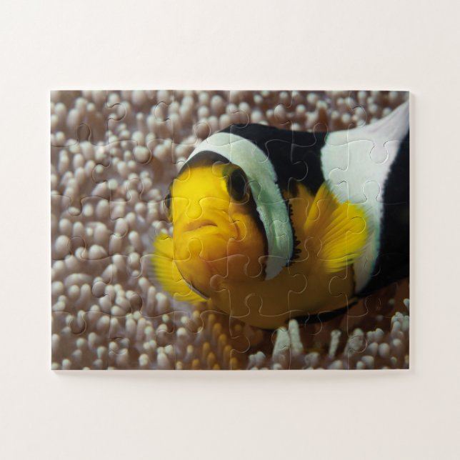Puzzle Cangrejos de payaso - ¡Acércate! Tan lindo - Nemo  (Horizontal)