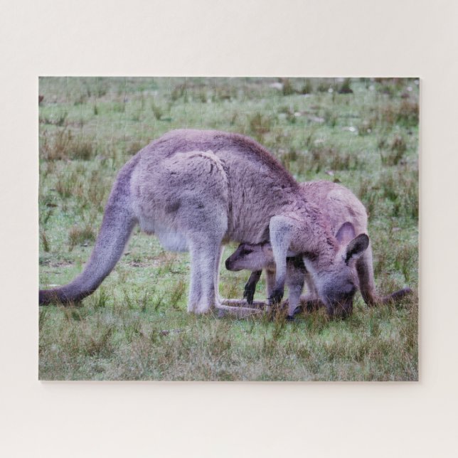 Puzzle Canguro joven descansando (Horizontal)