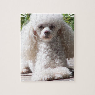 Puzzle Caniche de juguete