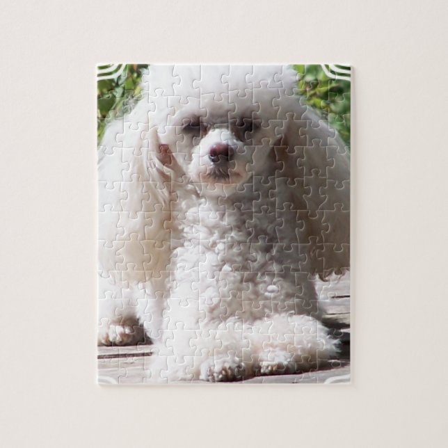 Puzzle Caniche de juguete (Vertical)