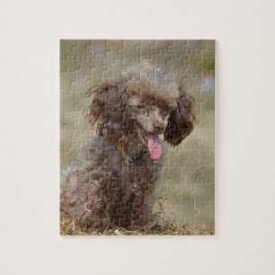 Puzzle Caniche de juguete de Brown