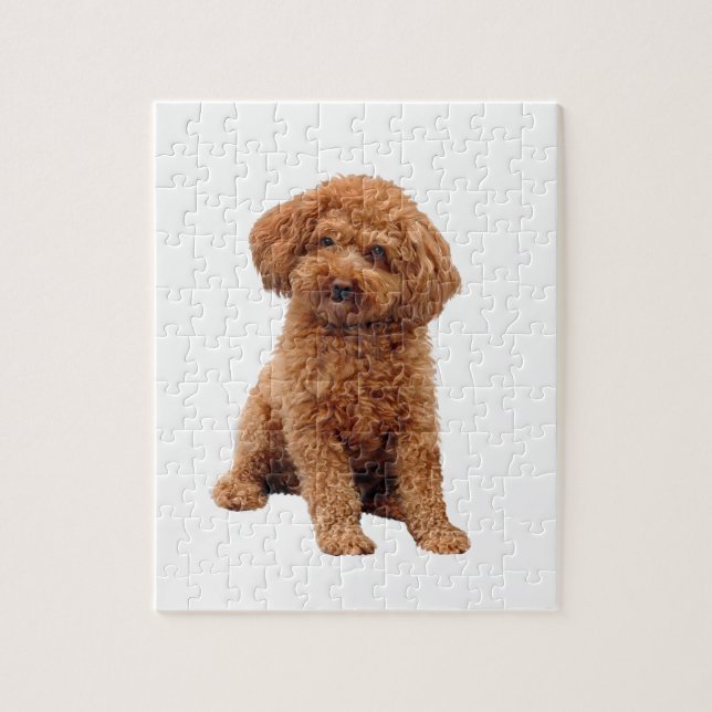 Puzzle Caniche Toy (Albaricoque) (Vertical)