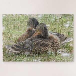 Puzzle Canodias de pato - amor y afecto