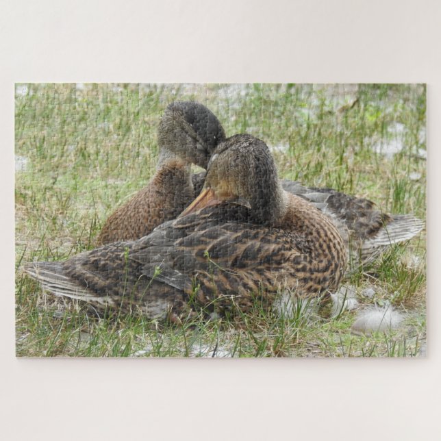 Puzzle Canodias de pato - amor y afecto (Horizontal)