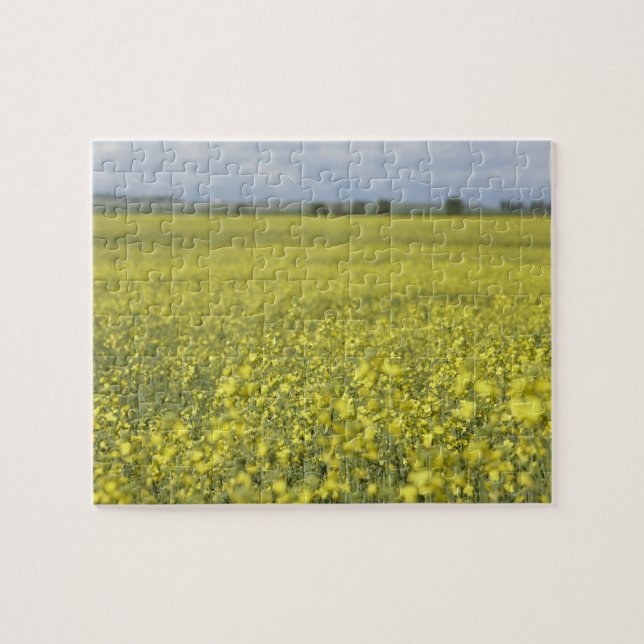Puzzle Canola que florece en campo (Horizontal)