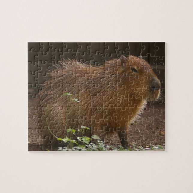 Puzzle Capibara (Horizontal)