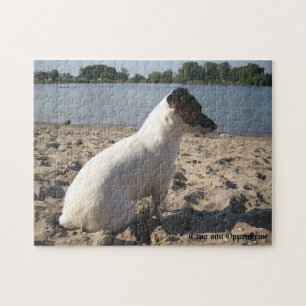 Puzzle Capo von Oppenheim, Jack Russell Terrier Dog