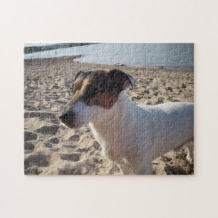 Puzzle Capo von Oppenheim, Jack Russell Terrier Dog