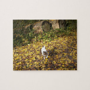 Puzzle Capo von Oppenheim, Jack Russell Terrier Dog