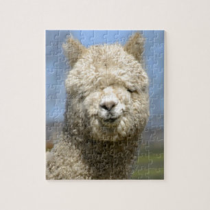 Puzzle Cara blanca borrosa de la alpaca