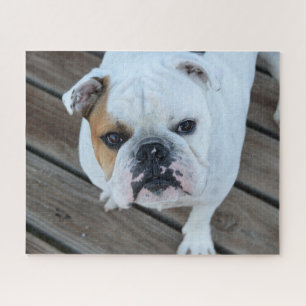 Puzzle Cara de bulldog