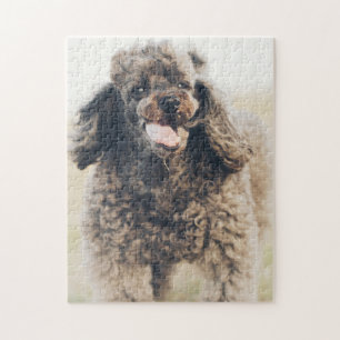 Puzzle Cara de perro de caniche aguda sonriendo