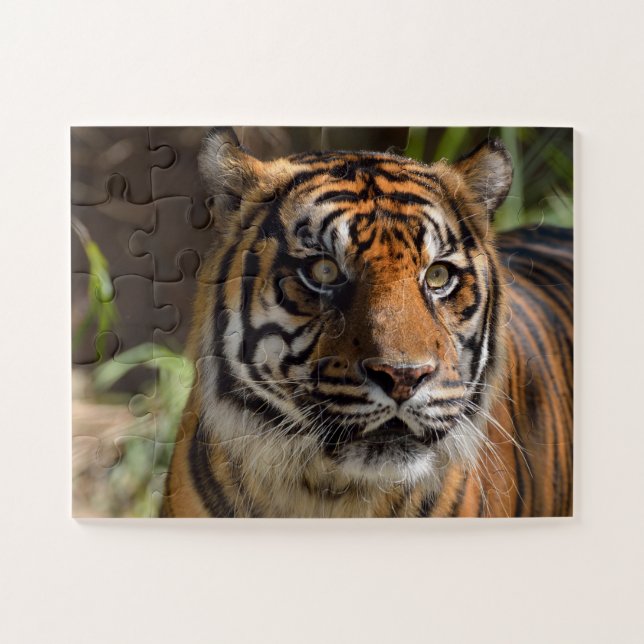 Puzzle Cara de tigre (Horizontal)