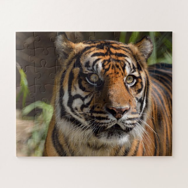 Puzzle Cara de tigre (Horizontal)