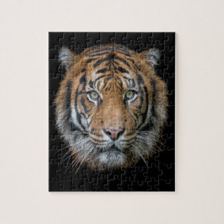 Puzzle Cara salvaje del tigre de Bengala