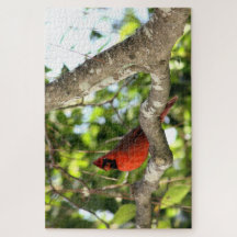 Cardenal en fotografía de árbol