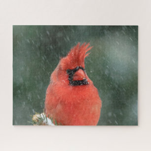 Puzzle Cardenal en un pino durante una tormenta de nieve