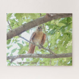 Puzzle Cardenal Fledgling, amante de las aves