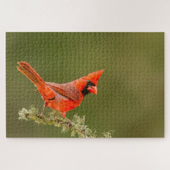 Puzzle Cardenal macho en rama (Horizontal)