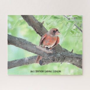 Puzzle Cardenal Macho Juvenil, amante de las aves
