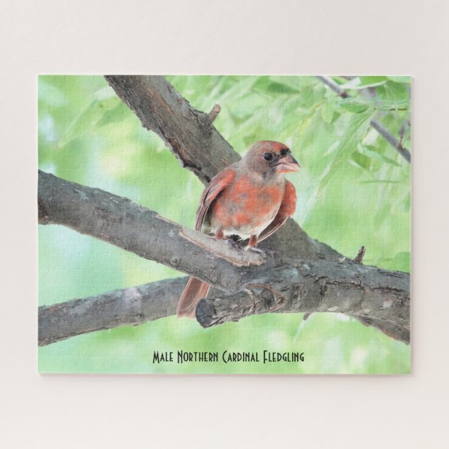 Puzzle Cardenal masculino Fledgling, amante de las aves (Horizontal)