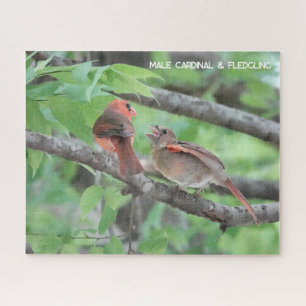 Puzzle Cardenal masculino y de flor, amante de las aves