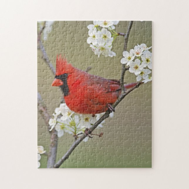 Puzzle Cardenal norteño (Vertical)