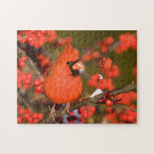 Puzzle Cardenal Norteño en Acebo Común