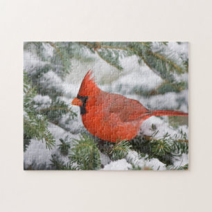 Puzzle Cardenal norteño en árbol de abeto balsámico en in