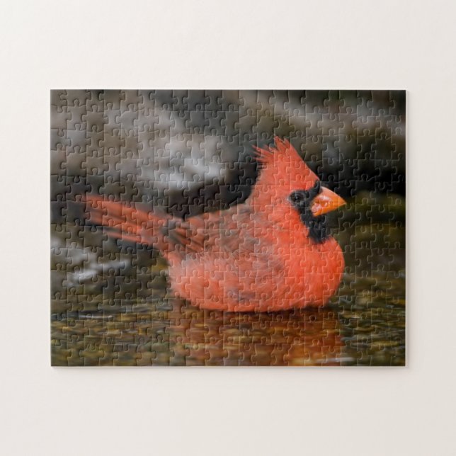 Puzzle Cardenal norteño macho bañándose (Horizontal)