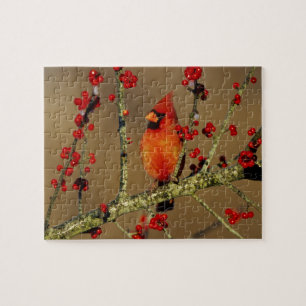 Puzzle Cardenal norteño macho posado, IL