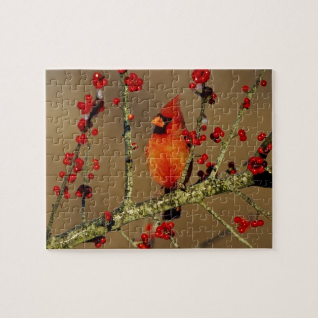 Puzzle Cardenal norteño macho posado, IL (Horizontal)