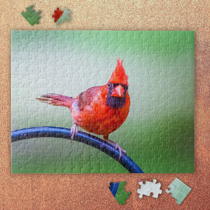Puzzle Cardenal rojo con una expresión divertida