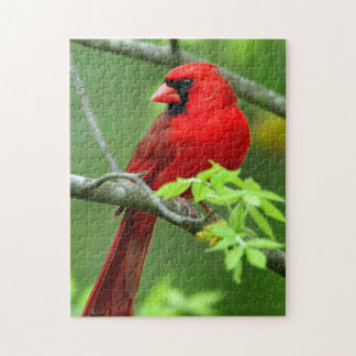 Puzzle Cardenales septentrionales