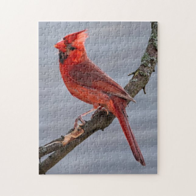 Puzzle Cardinal - Pájaro rojo - 11x14 - 252 pc (Vertical)