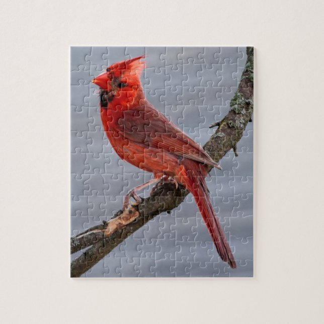 Puzzle Cardinal - Pájaro rojo - 8x10 - 110 pc (Vertical)