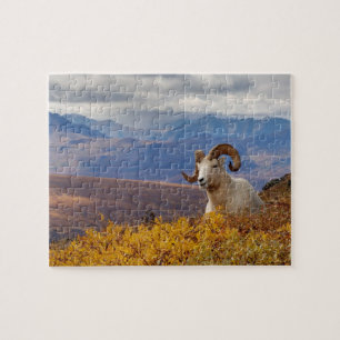 Puzzle carnero de Dall, Ovis dalli
