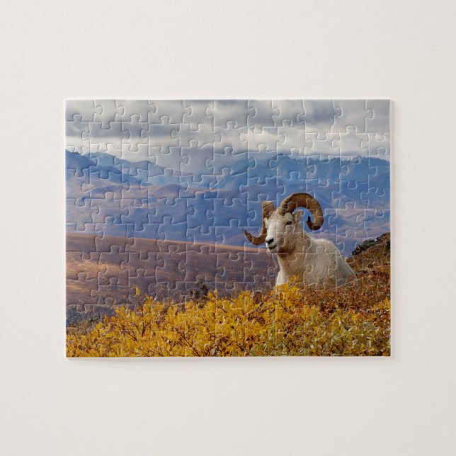 Puzzle carnero de Dall, Ovis dalli (Horizontal)