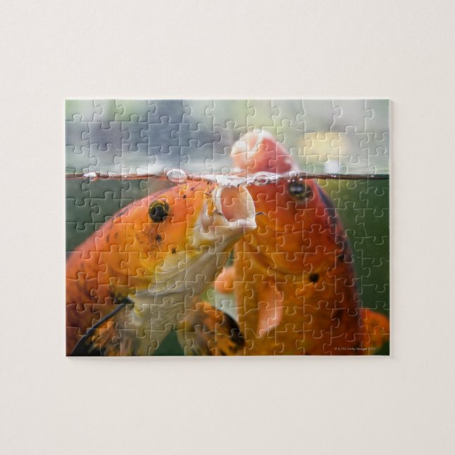 Puzzle Carpas de Koi (Horizontal)