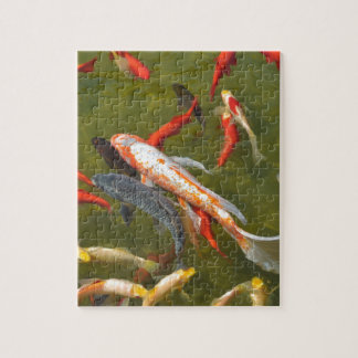 Puzzle Carpas de Koi en estanque
