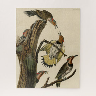 Puzzle Carpintero americano de Audubon's Birds of America