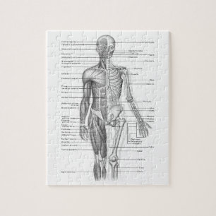 Puzzle Carta humana de la anatomía
