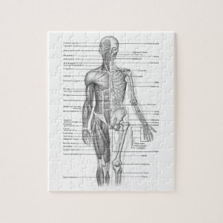 Puzzle Carta humana de la anatomía