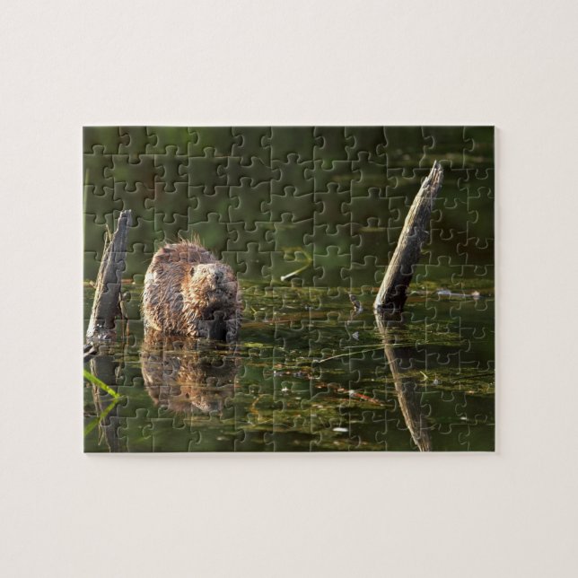 Puzzle Castor sonriente (Horizontal)