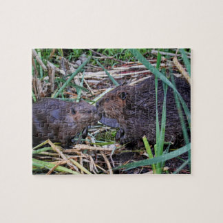 Puzzle Castores que besan la foto