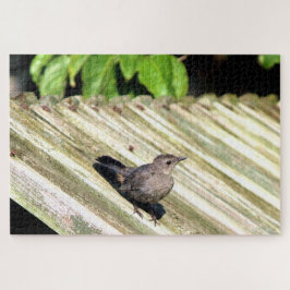 Puzzle Cat Bird