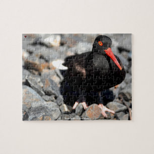 Puzzle Catcher de ostras negro Alaska