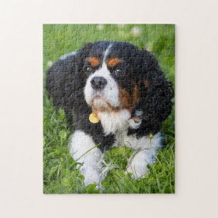 Puzzle Cavalier de tres colores King Charles Spaniel Perr