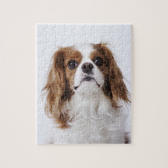 Puzzle Cavalier King Charles Spaniel sentado en un estudi (Vertical)